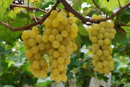Кишмиш калорийность польза и вред. Особенности винограда сорта Кишмиш