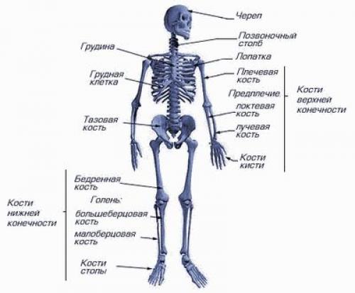 Строение руки пальцев. Основы анатомии кисти: три главных сустава наших пальцев 10 Строение руки пальцев. Основы анатомии кисти: три главных сустава наших пальцев 10