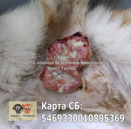Курск! Кошечке со вскрывшейся опухолью нужна помощь! 05 Курск! Кошечке со вскрывшейся опухолью нужна помощь! 05