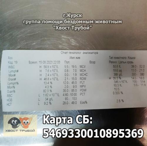 Курск! Кошечке со вскрывшейся опухолью нужна помощь! 06 Курск! Кошечке со вскрывшейся опухолью нужна помощь! 06