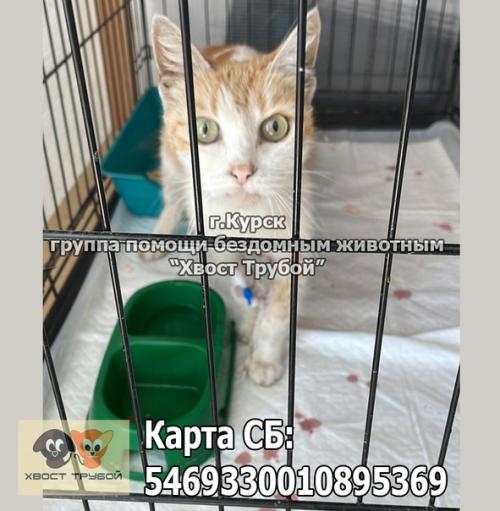 Курск! Кошечке со вскрывшейся опухолью нужна помощь! 07 Курск! Кошечке со вскрывшейся опухолью нужна помощь! 07