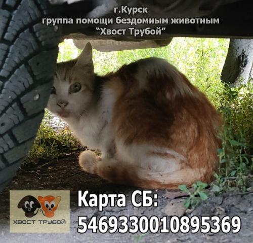 Курск! Кошечке со вскрывшейся опухолью нужна помощь! Курск! Кошечке со вскрывшейся опухолью нужна помощь!