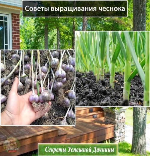 Чеснок - одна из самых популярных овощных культур, которую выращивают на участках по всему миру. Чеснок - одна из самых популярных овощных культур, которую выращивают на участках по всему миру.