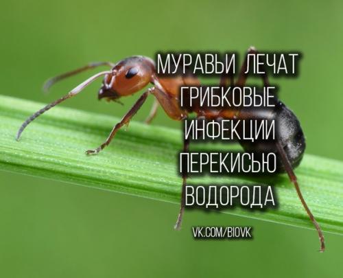 Муравьи - это одни из самых умных насекомых. Муравьи - это одни из самых умных насекомых.