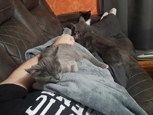 Мужчина захотел забрать из приюта маму - кошку, но что-то пошло не по плану. 02