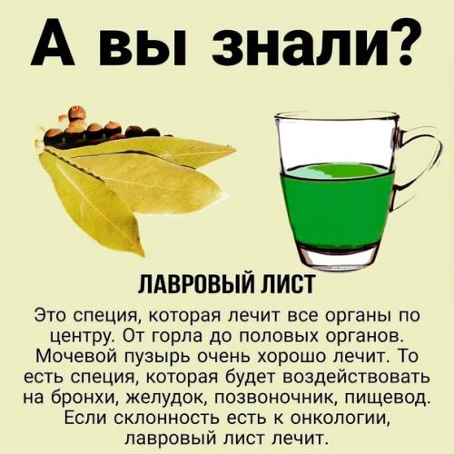 Отвар из лавровых листьев: супер - свойства. Отвар из лавровых листьев: супер - свойства.