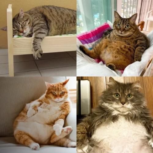 Ожирение у кошек. Ожирение у кошек.