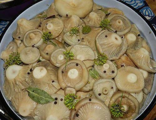8 вкусных рецептов засолки груздей! 8 вкусных рецептов засолки груздей!