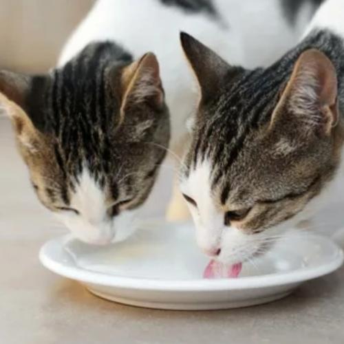 Можно ли кошкам и котам молоко и кисломолочные продукты. Можно ли кошкам и котам молоко и кисломолочные продукты.