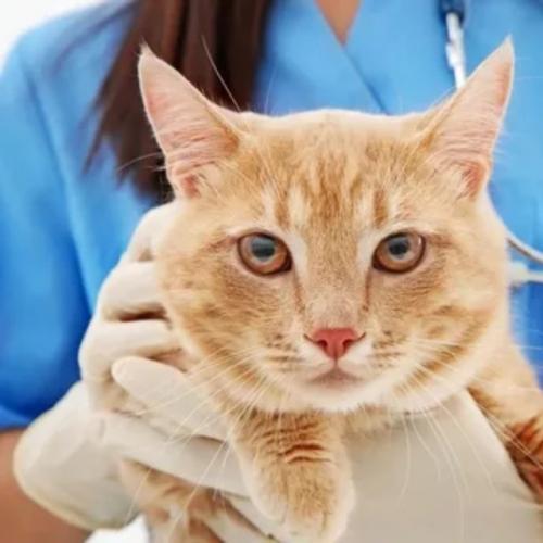 8 лучших кормов для кошек при мочекаменной болезни. 8 лучших кормов для кошек при мочекаменной болезни.