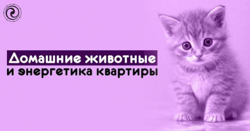 Домашние животные и энергетика квартиры. Домашние животные и энергетика квартиры.