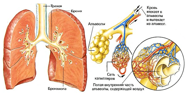 Жизненно важная функция жиров: Биохимия для чайников Жизненно важная функция жиров: Биохимия для чайников