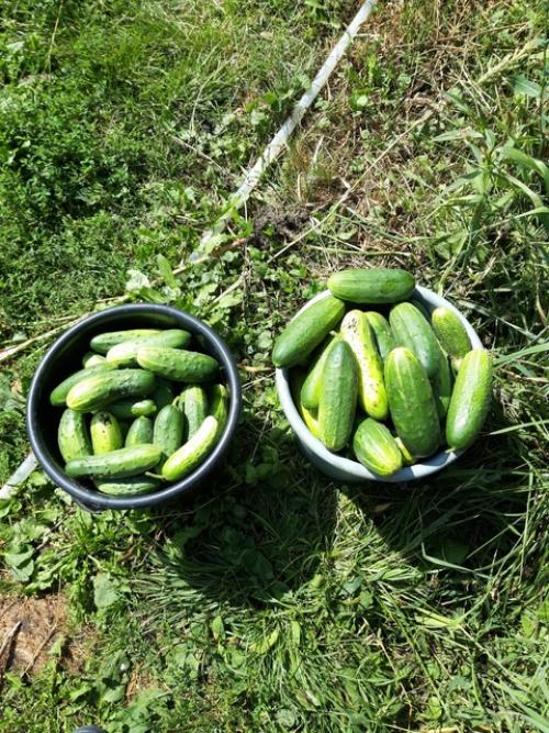 Мы заморачиваемся. Мы давно понимаем, что многое из продуктов питания не полезно. 01 Мы заморачиваемся. Мы давно понимаем, что многое из продуктов питания не полезно. 01