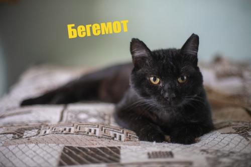 17 ноября - день защиты чёрных котов. 02