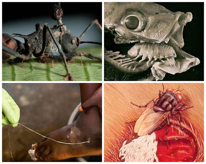 Фотография: 25 самых необычных и опасных паразитов №1 - BigPicture.ru