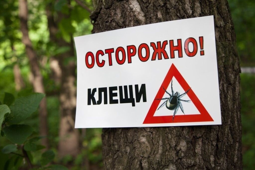 Клещи: что нужно знать, и чем они опасны 2 sijsdnap ck