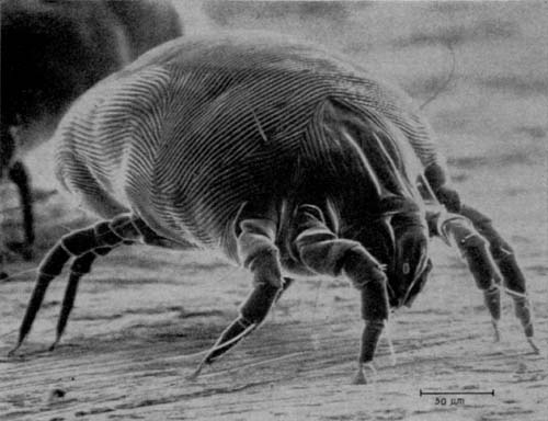 Клещи: что нужно знать, и чем они опасны 4 house dust mite