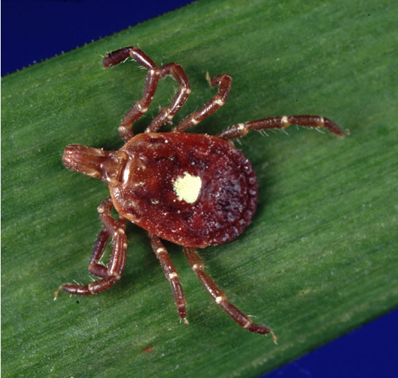 Клещи: что нужно знать, и чем они опасны 7 amblyomma americanum tick