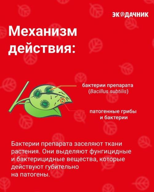 Биозащита от болезней - базовый биопрепарат для защиты сада, огорода и комнатных растений от болезней. 04