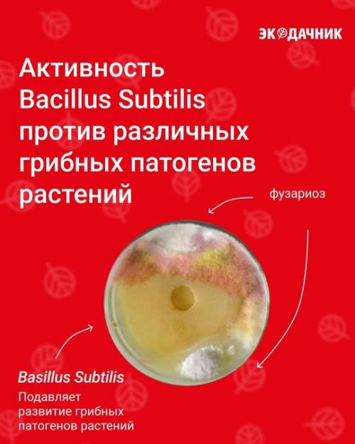Биозащита от болезней - базовый биопрепарат для защиты сада, огорода и комнатных растений от болезней. 05